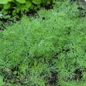 Osiva - Kopr BIO, Semo