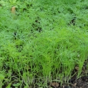 Osiva - Kopr BIO, Semo